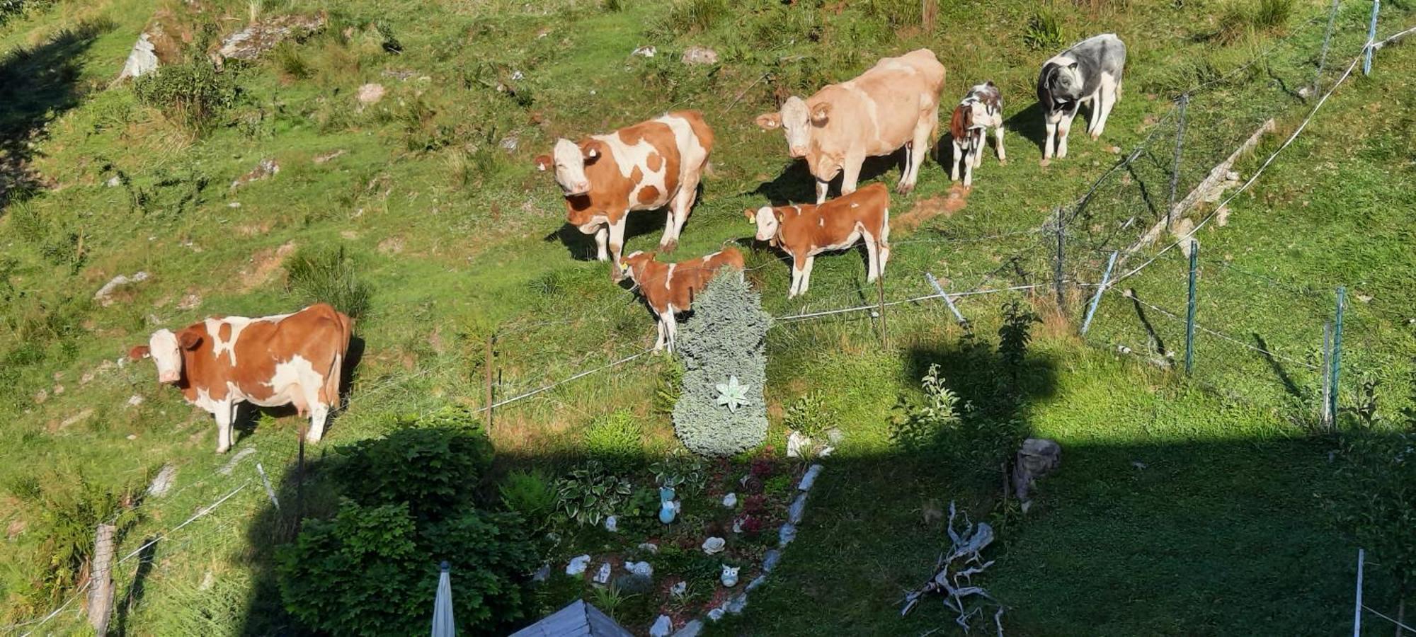 Ferienwohnungen Rieder Gerlos Eksteriør billede